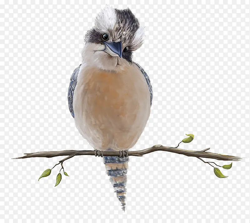 �й�������֦�ϵ���-������