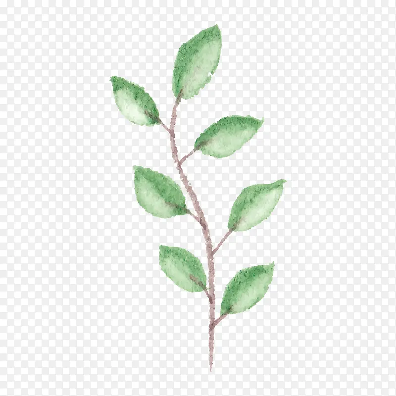 ˮ���ֻ���֦�ϵ�Ҷ��-������