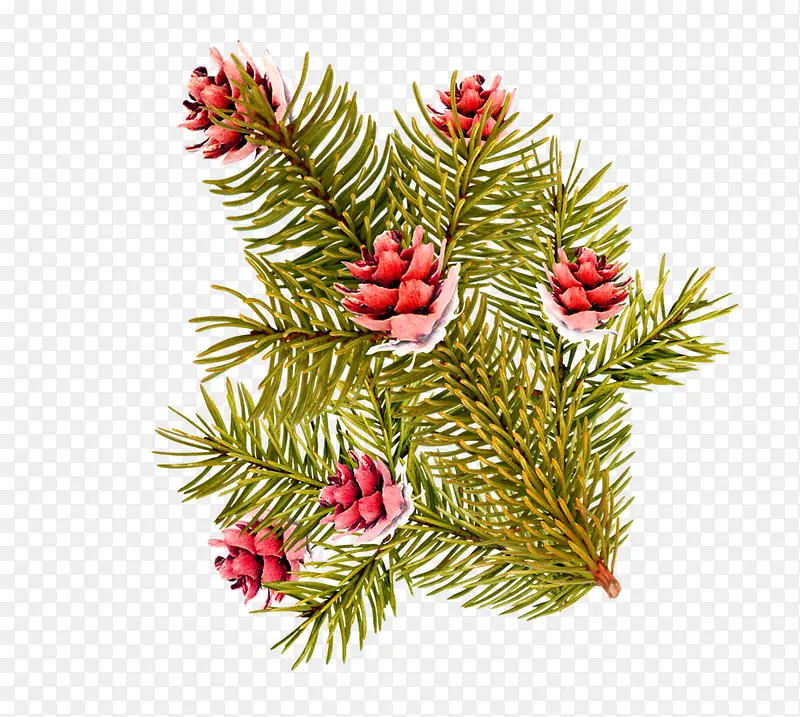 ��ɫ�ֻ�����֦�ɹ�װ��ͼ��-������