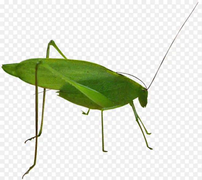 ���ͼƬ-������