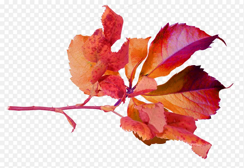 ��֦-������