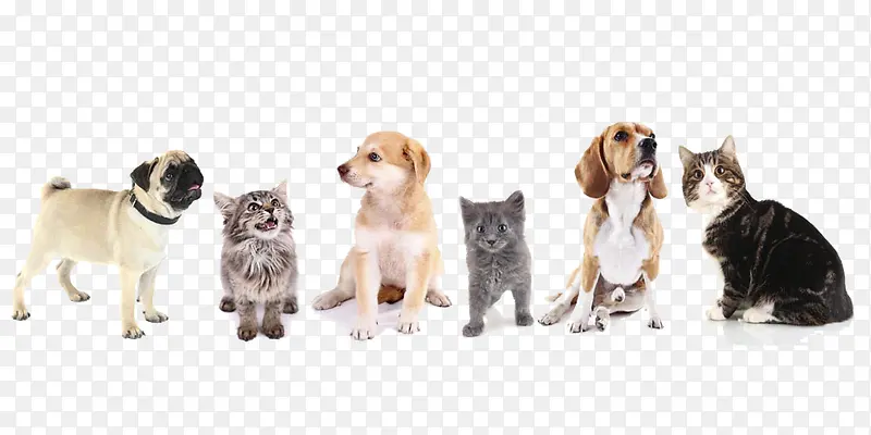 һȺ�ɰ���è��-������