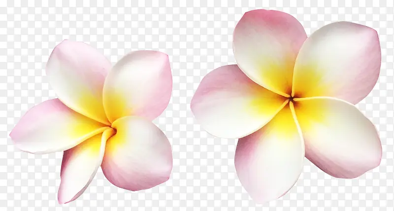 ��ɫ�ɰ�����������-������