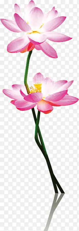 ˮ�ʻ�ʢ����ˮ����-������