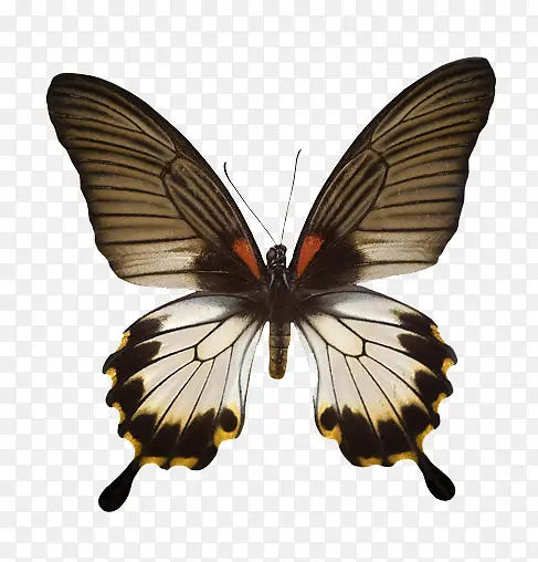 �����ĺ���-������