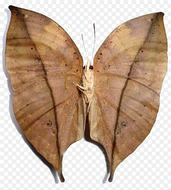 ��ɫ��Ҷ����-������