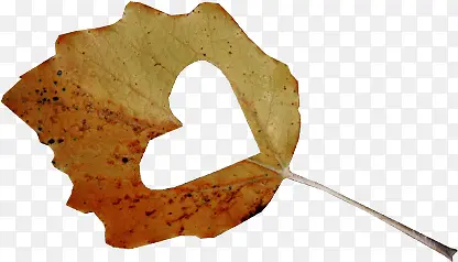 �����ֻ�����ķ�Ҷ����-������