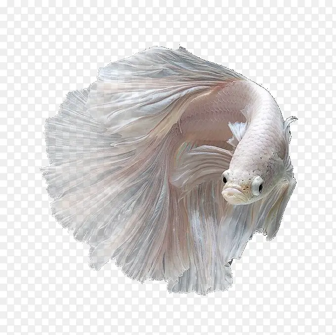 ���ɫ����-������