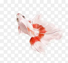 ��ɫ����png�ز�-������