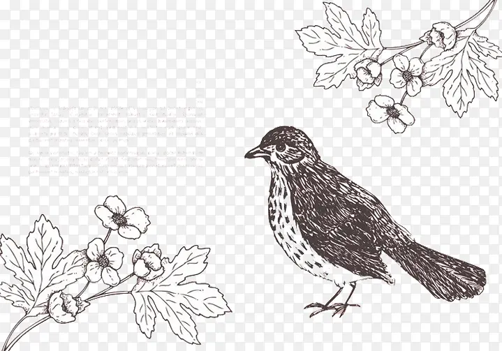 ����С����ȸϲȵ-������