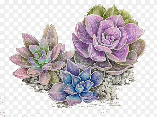 ������ֲ��-������