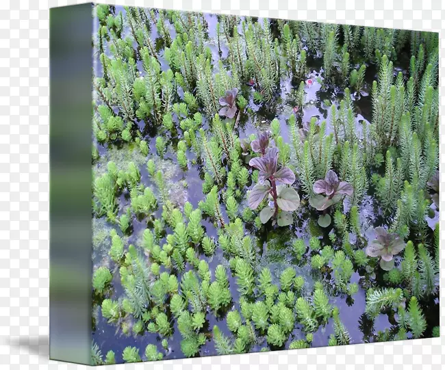 Ӣ��޹�²���ɫֲ����ľ-ˮ��ֲ��-������