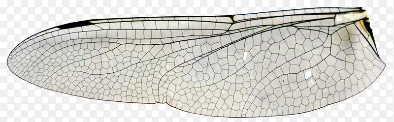 ���걾-������