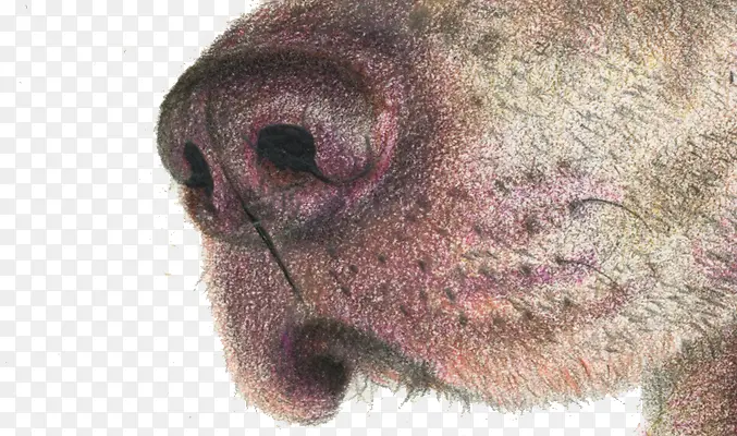 ��ɫ������-������