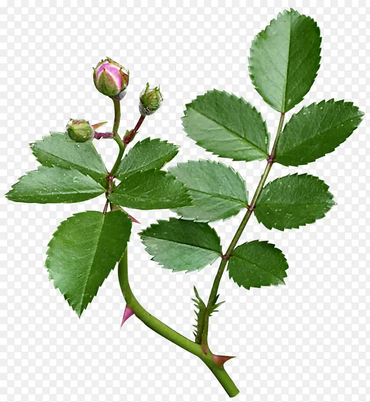 Ư����֦��Ҷ-������