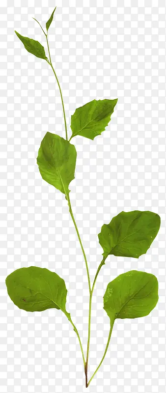 Ư��֦Ҷ-������