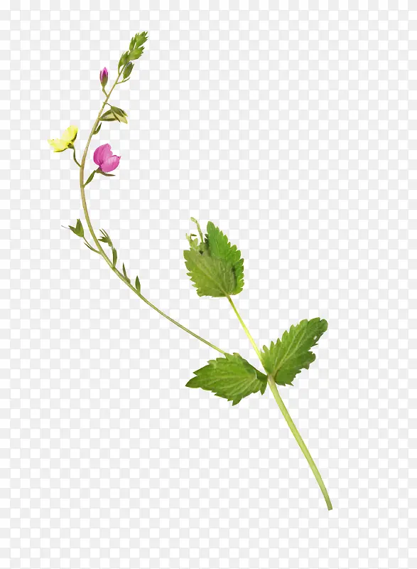 Ư��֦Ҷ-������