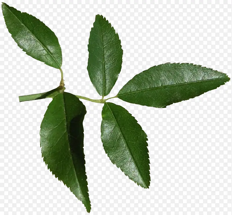 Ư����֦��Ҷ-������