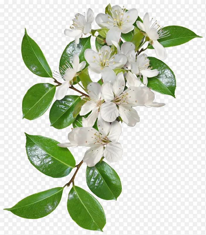 Ư����֦-������