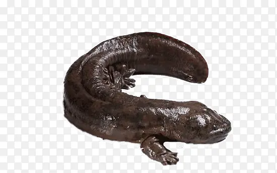 ��ɫ�����㶯��-������