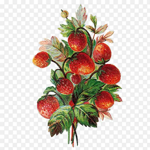 ��ݮ�ֻ�-������