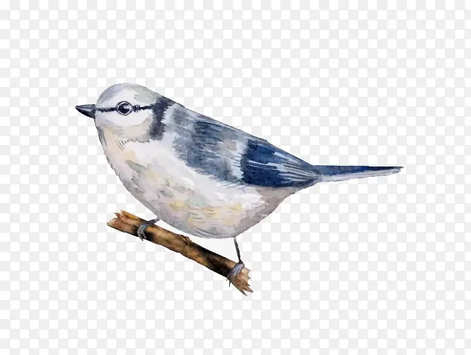 ��ɫС��-������