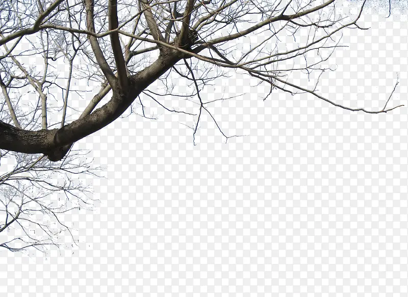 ����֦-������