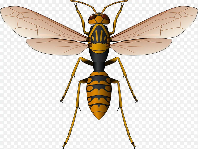 ��ɫƯ�����������۷�ʸ���ز�-������