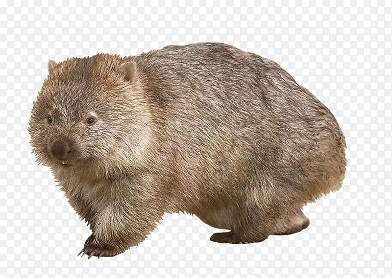 ë�Ǵ���-������