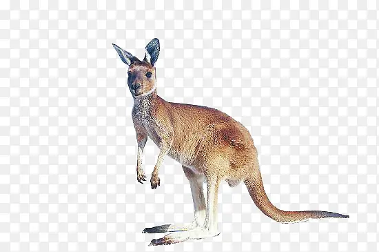 �������-������