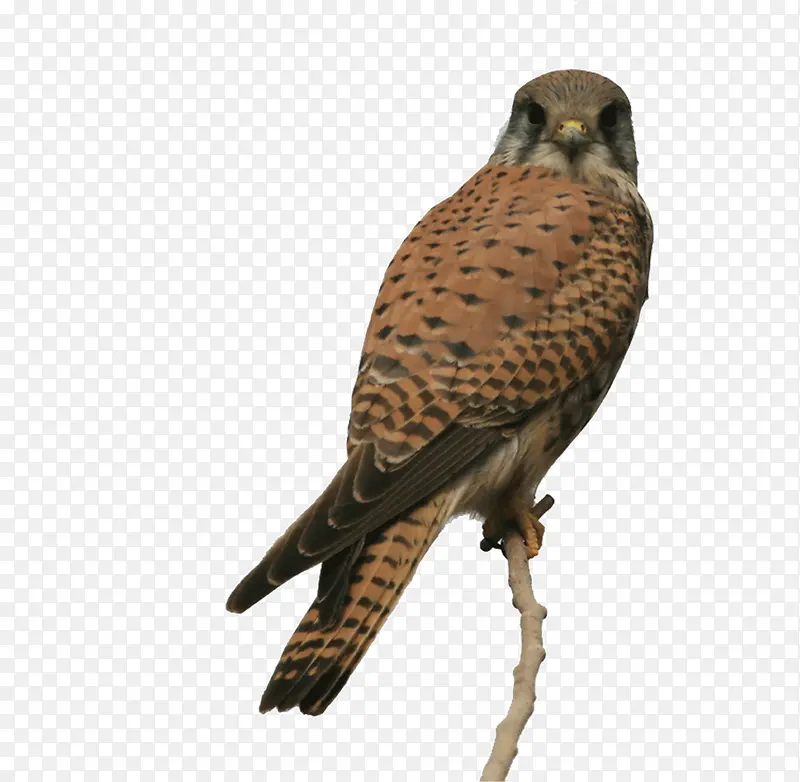 ��ӥͼƬ-������