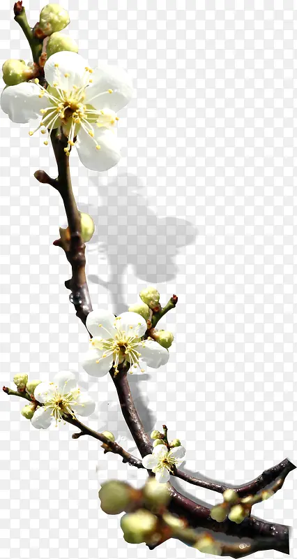 ��ɫΨ����׻���-������