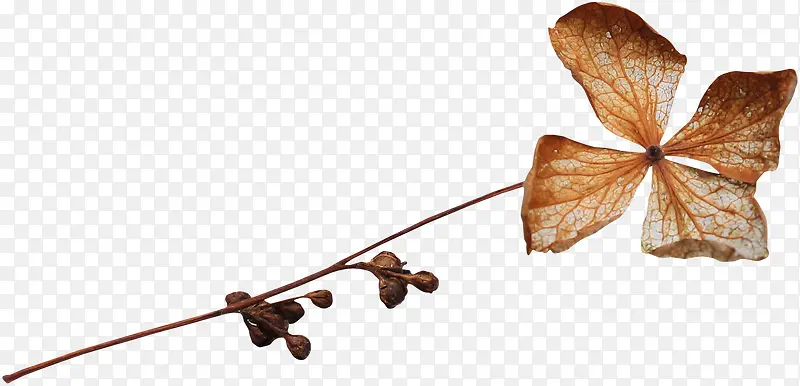 һ�ò�-������