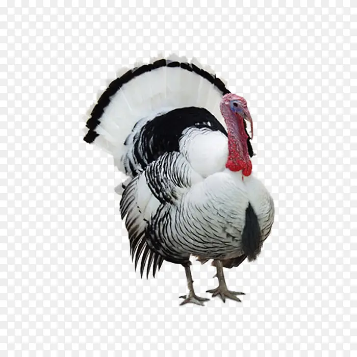 ��ɫ��-������