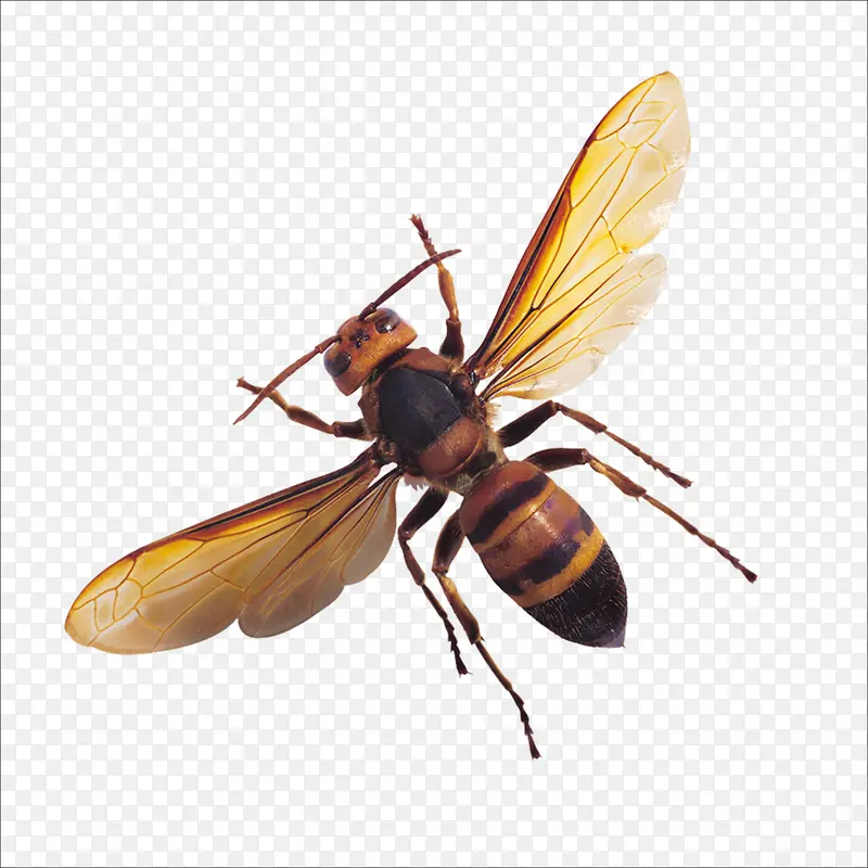 �ɳ�-������