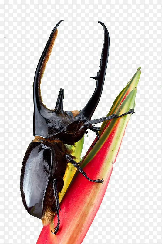 ��ɫ������-������