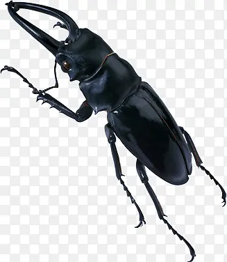 ��ɫ����������-������