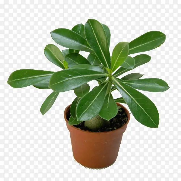 �칫����������ز�-������