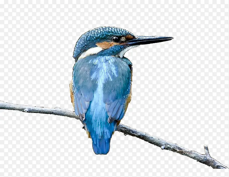 վ����֦�ϵ���ɫ����-������