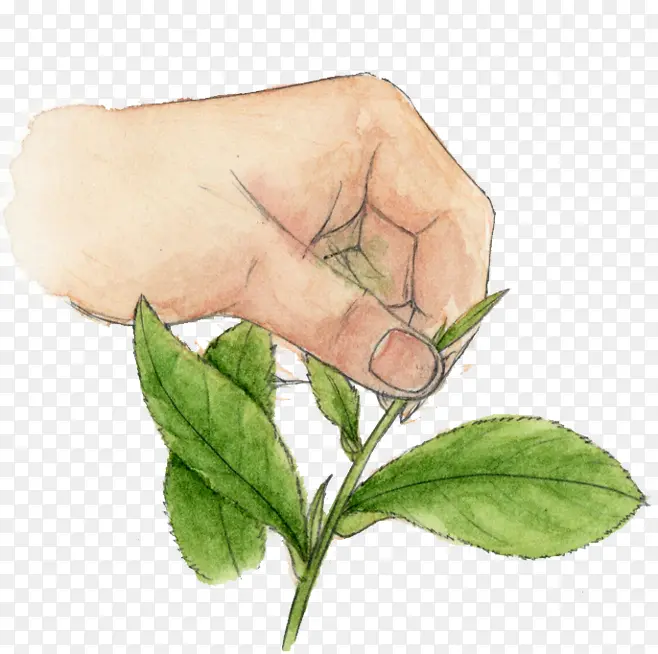 ��Ҷ-������