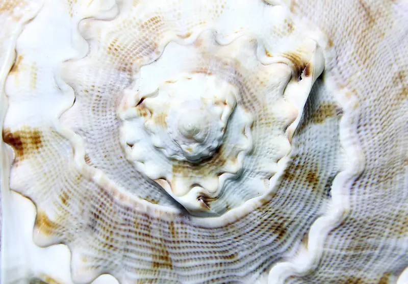 ���Ǳ���-������