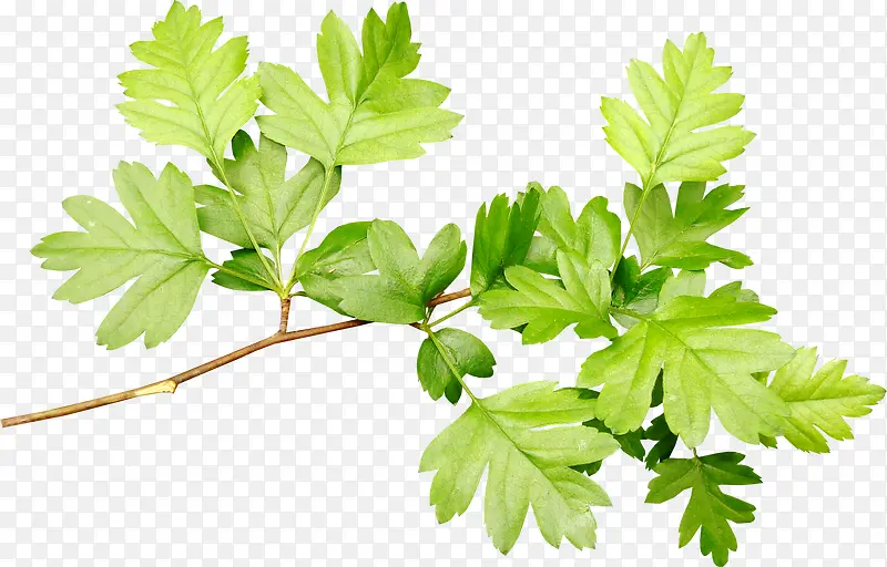 ��֮��-������