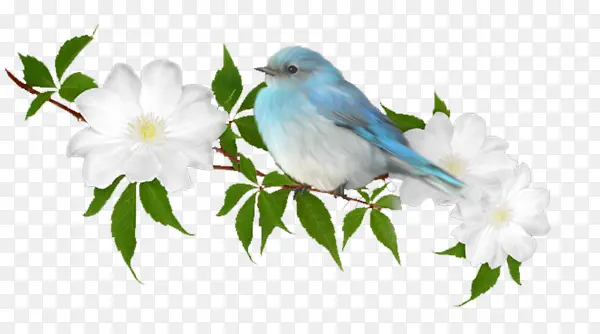 ��֦�ϵ���ȸ-������