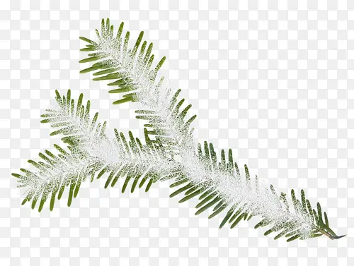 ʥ����Ҷ��-������