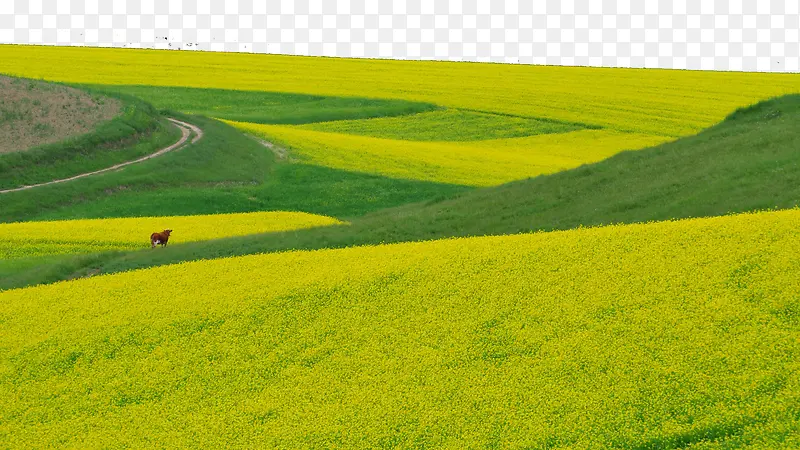 �ຣ׿��ɽʮһ-������