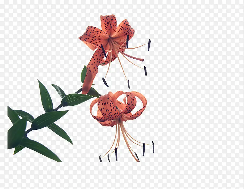 ������Ҷ-������