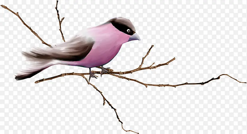 ��֦�ϵ�С��-������