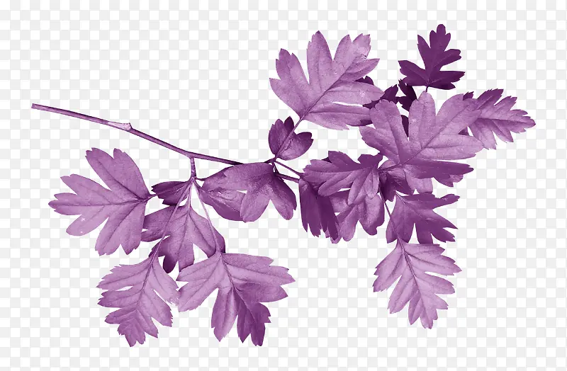 ��ɫ֦Ҷ-������