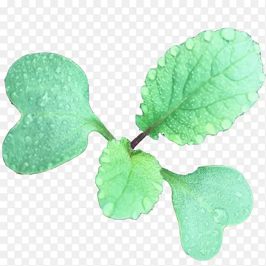 ����ɫ��С��-������