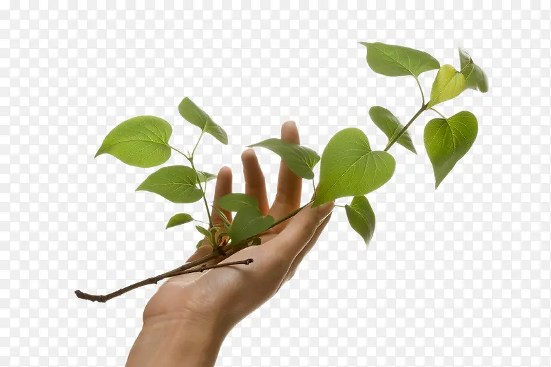 ������Ҷ-������